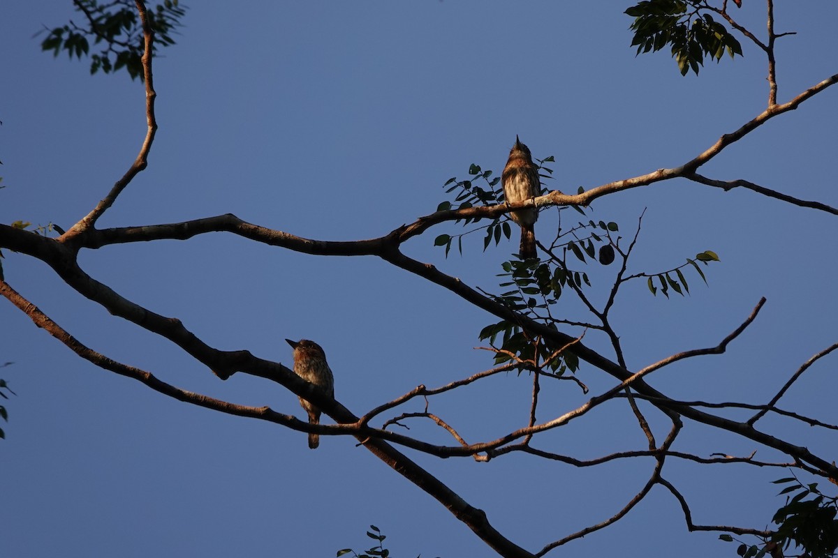 Eastern Striolated-Puffbird (Natterer's) - ML640047617
