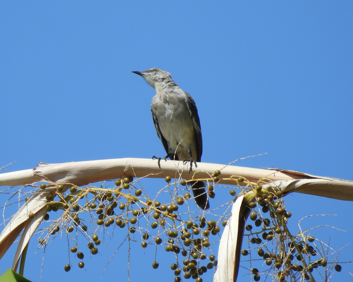 Northern Mockingbird - ML640047635
