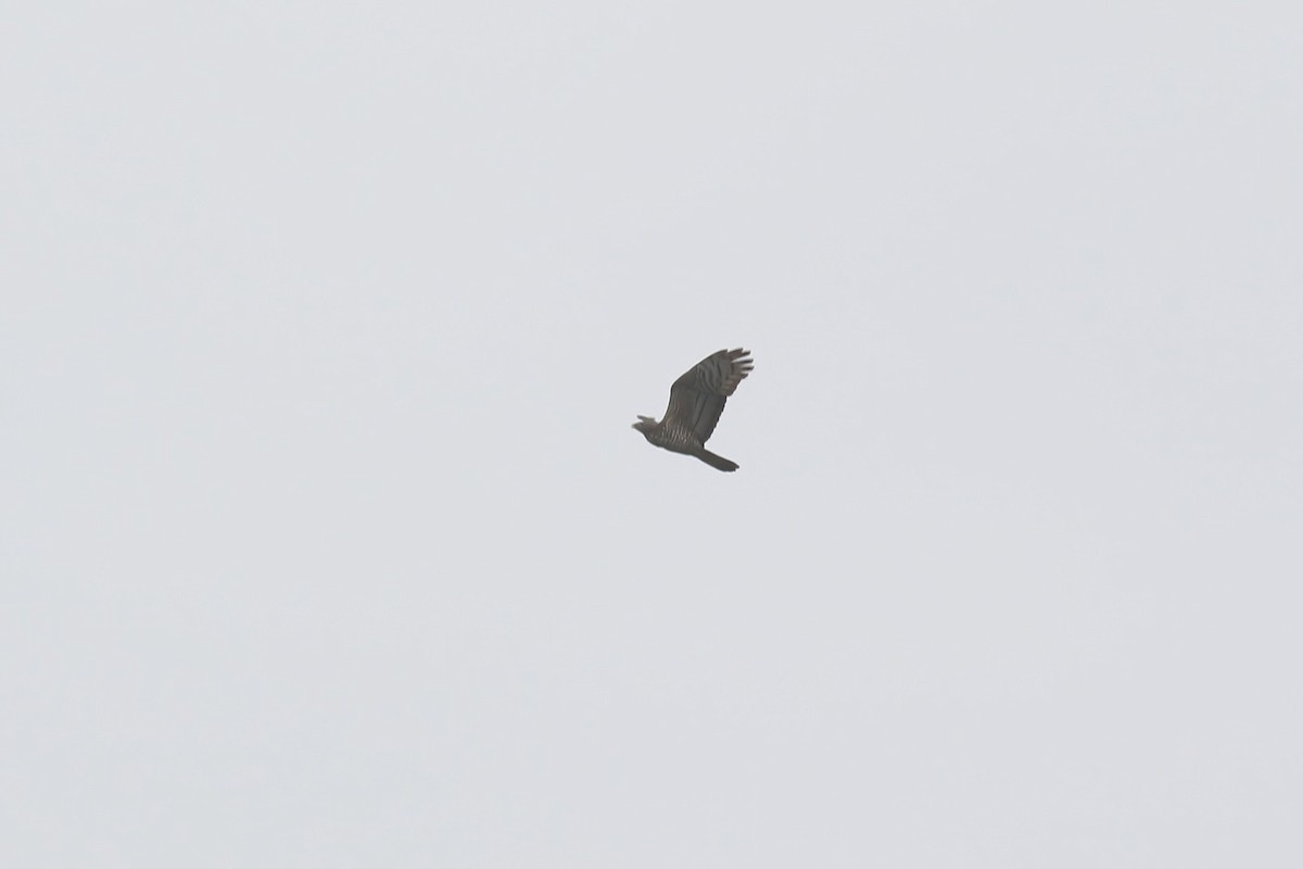 Falco pecchiaiolo orientale - ML640047665