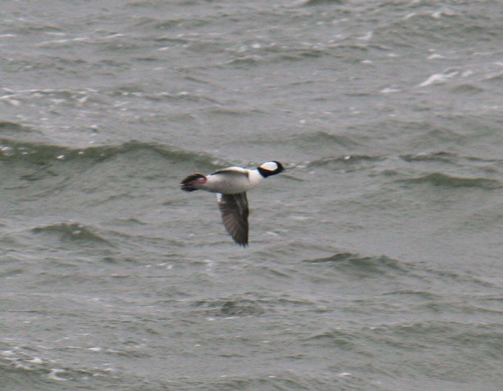 Bufflehead - ML640047746