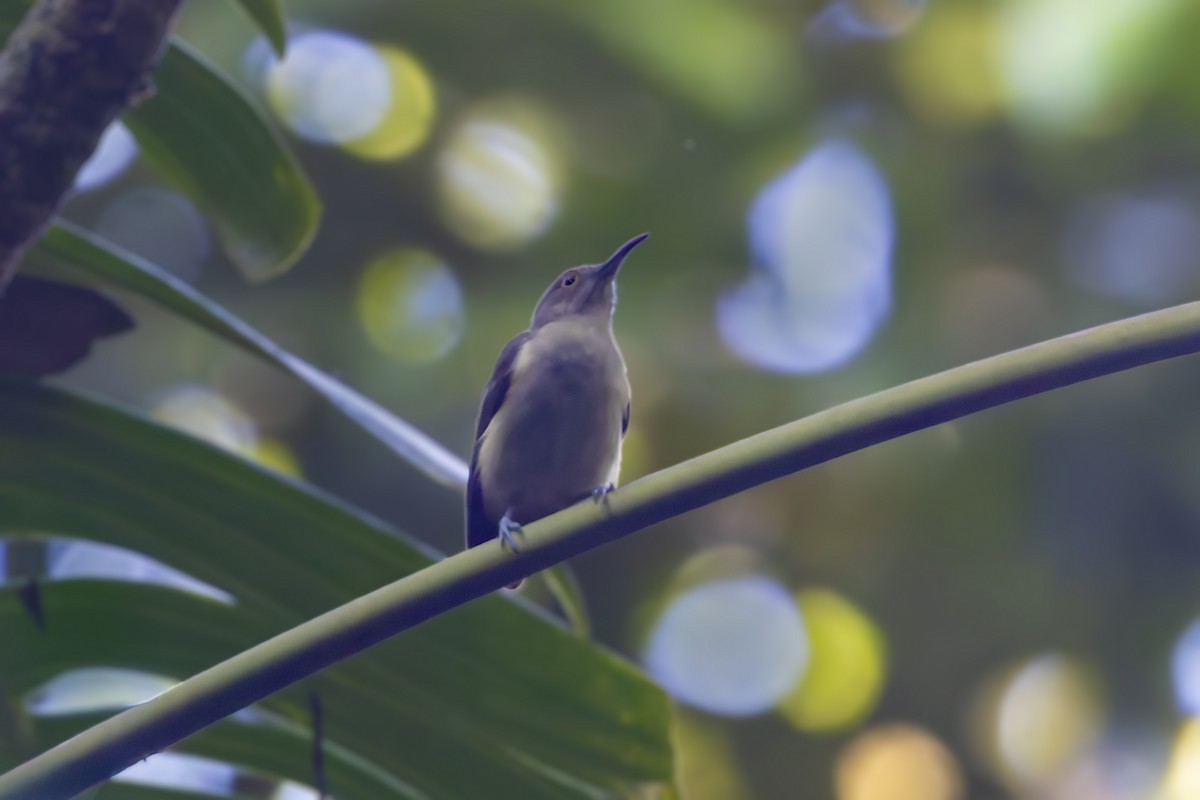 Spectacled Longbill - ML640047769