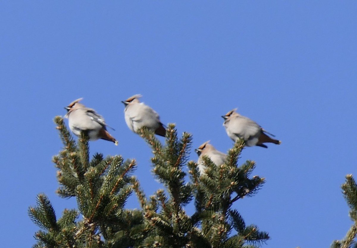 Bohemian Waxwing - ML640047806
