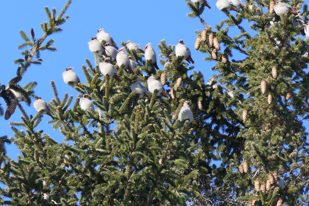 Bohemian Waxwing - ML640047807