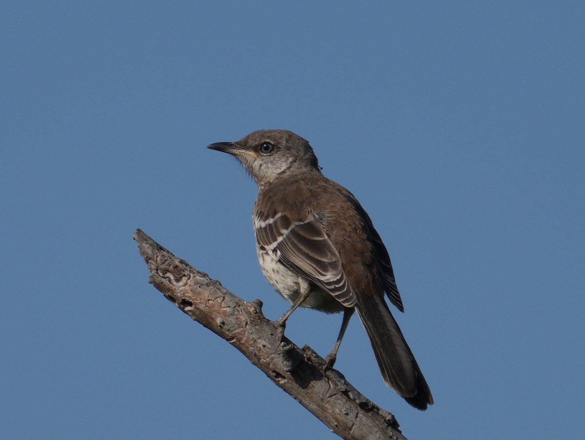 Northern Mockingbird - ML640047809