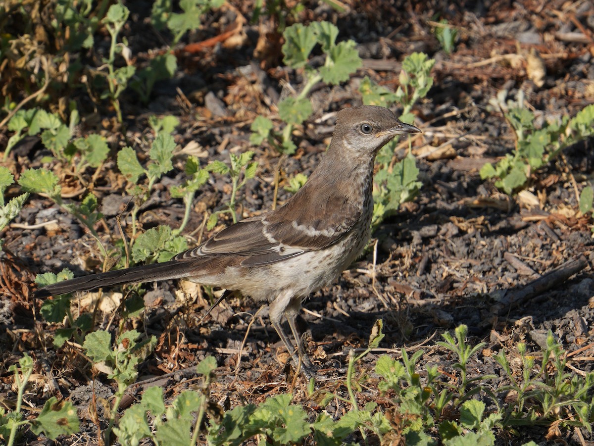 Northern Mockingbird - ML640047810