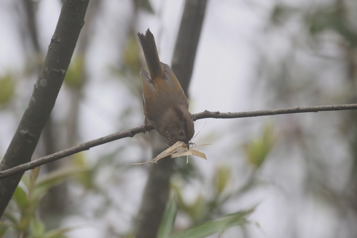 manipurfulvetta - ML640047844