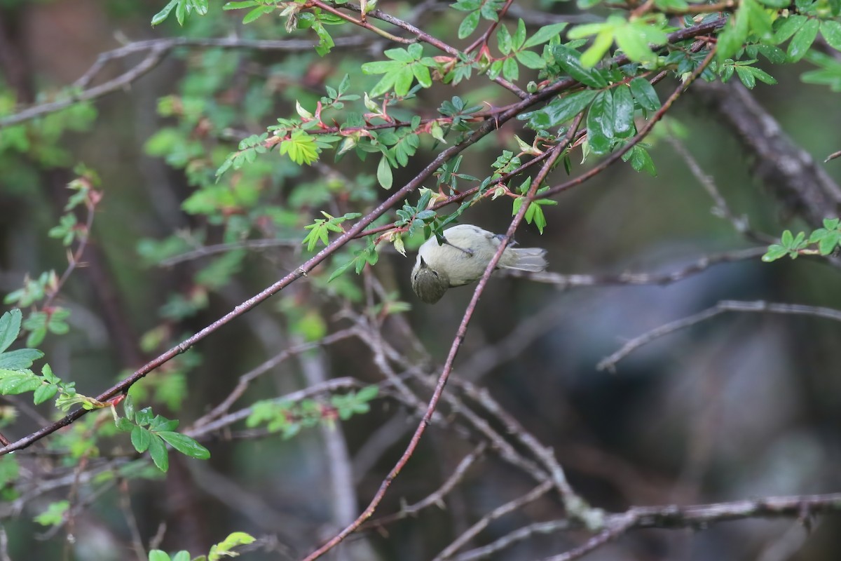 Yellow-browed Tit - ML640047944