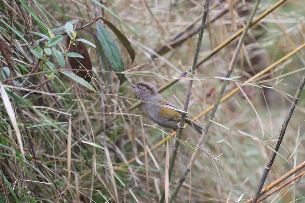 manipurfulvetta - ML640047995