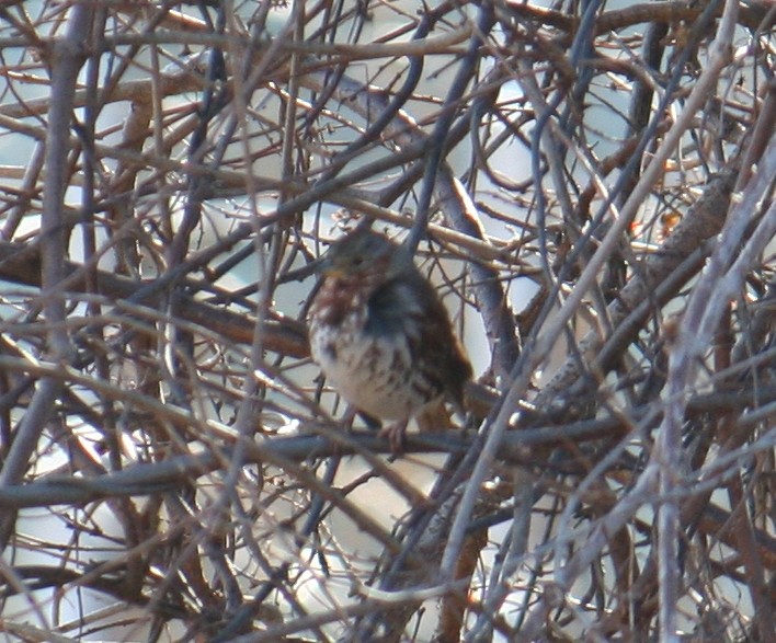 Fox Sparrow - ML640048014