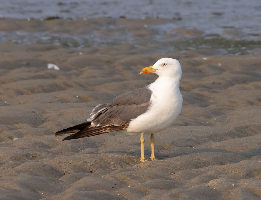 Lesser Black-backed Gull - ML640048037