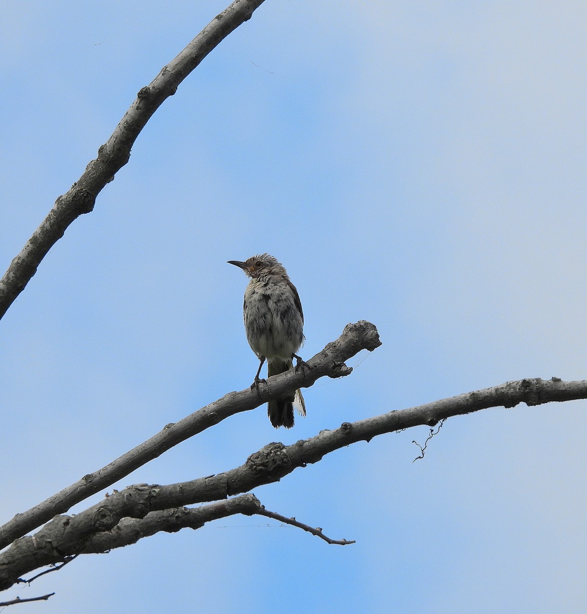 Northern Mockingbird - ML640048060