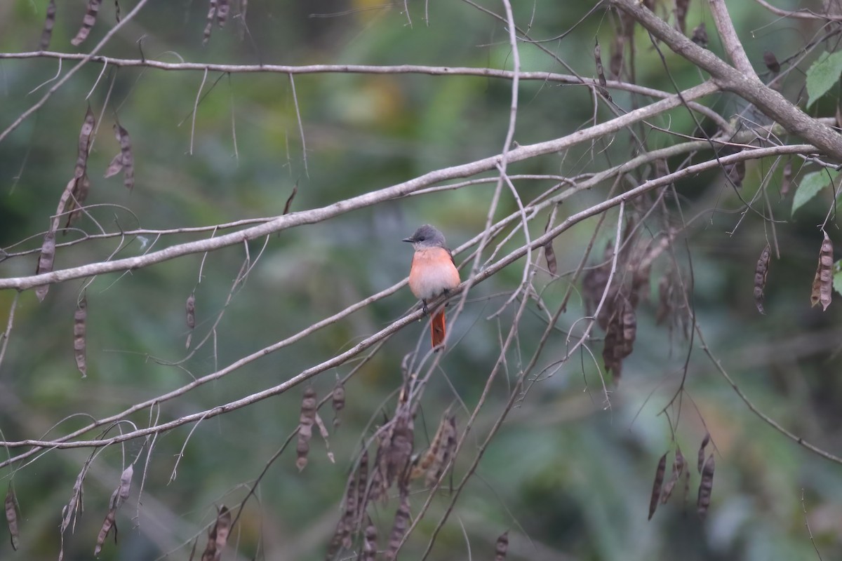 Rosy Minivet - ML640048125