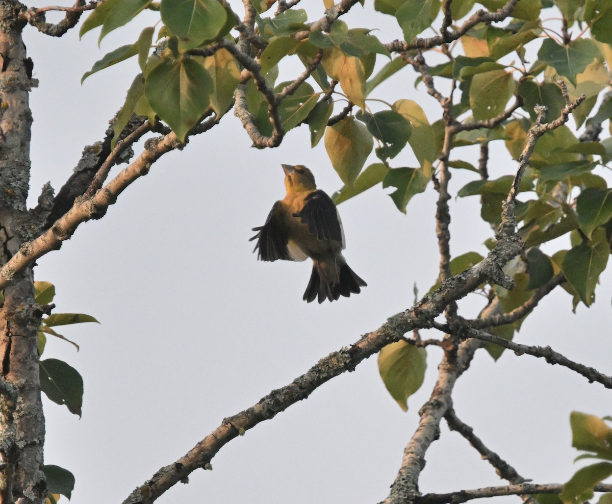 Evening Grosbeak - ML640048134