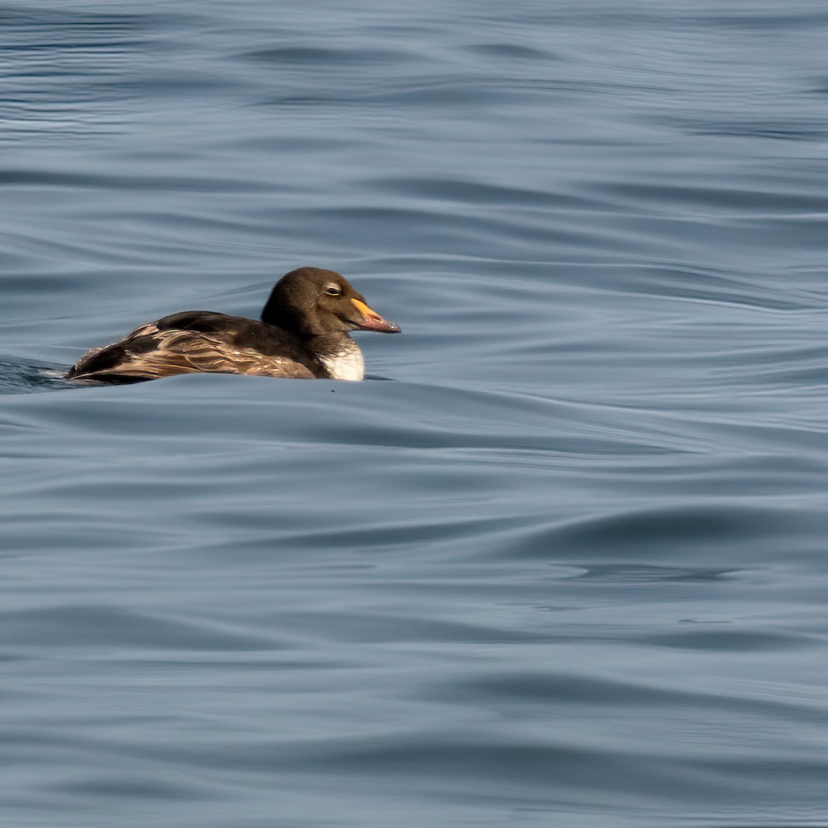 King Eider - ML640048193