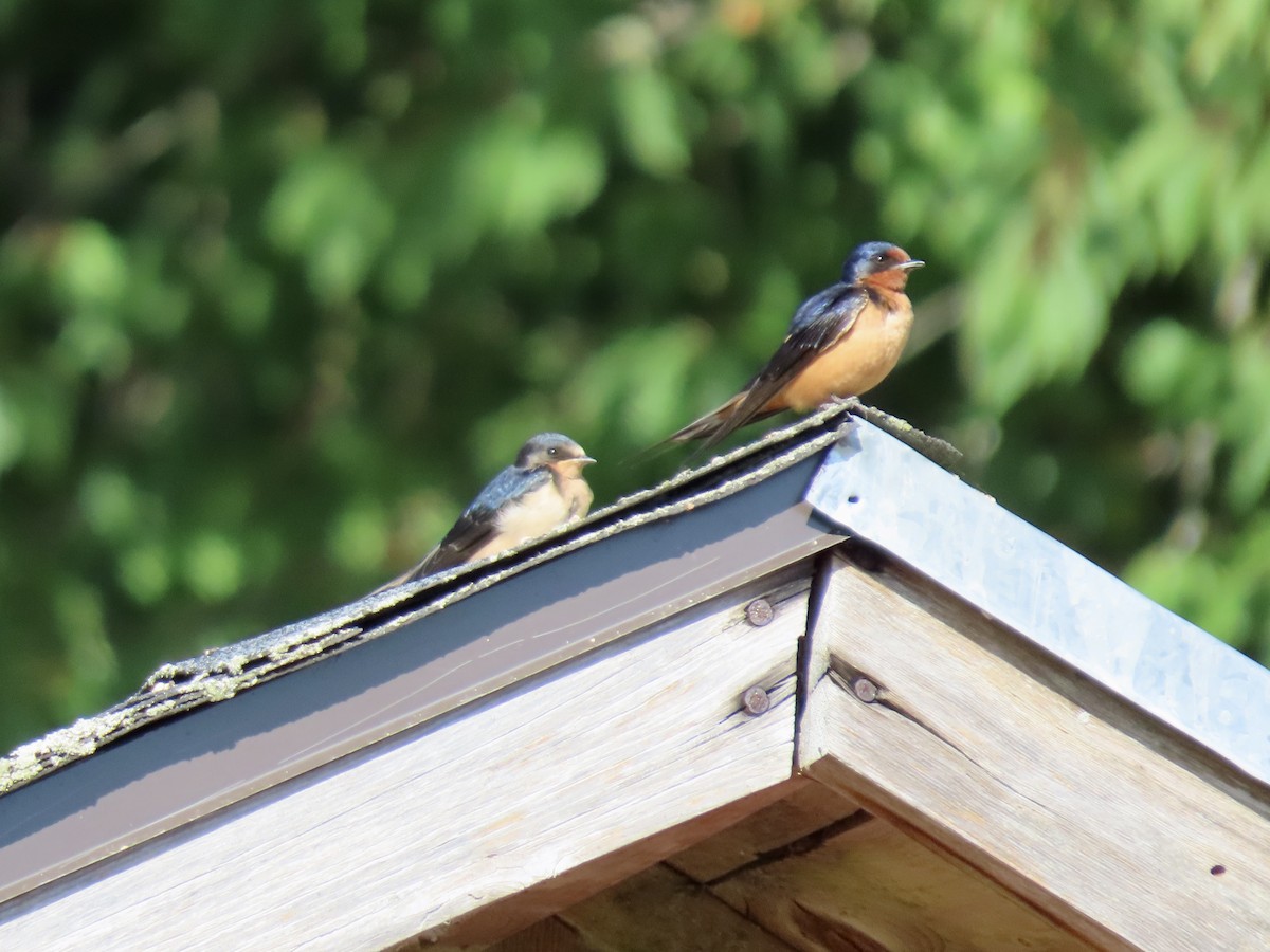 Golondrina Común - ML640048323