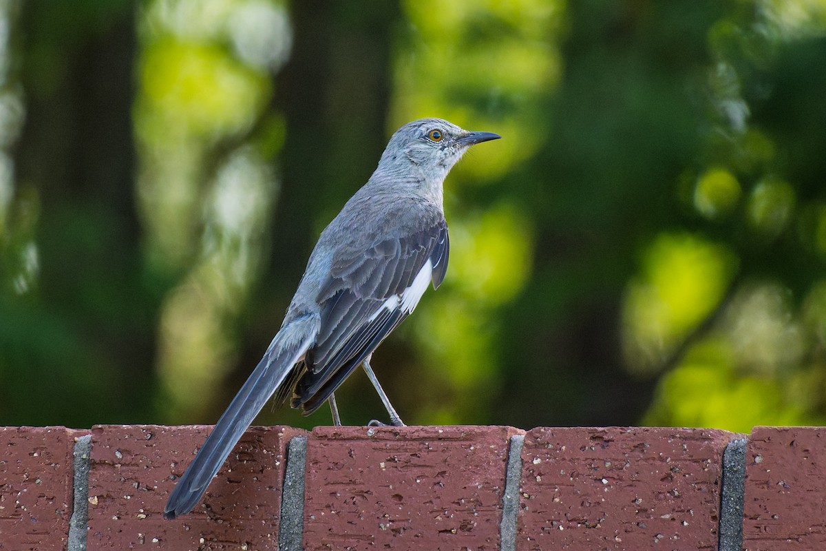 Northern Mockingbird - ML640048377