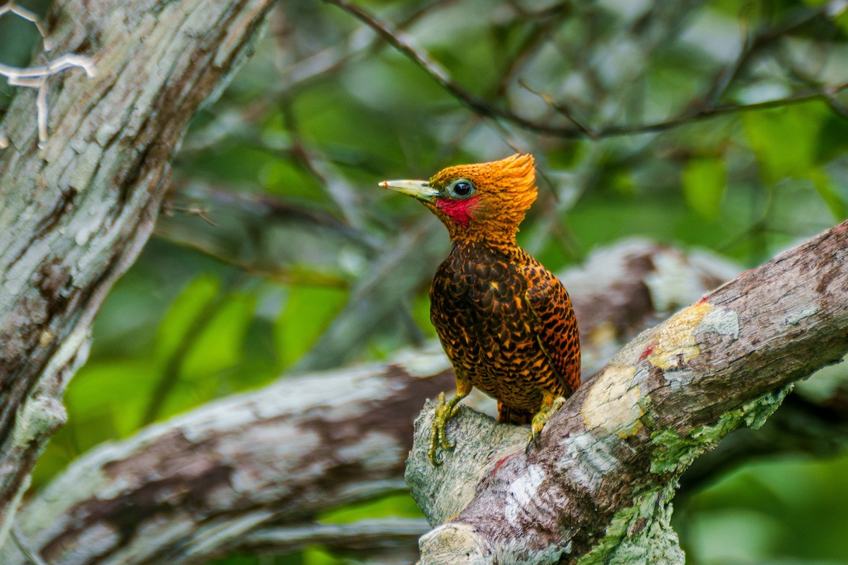 Waved Woodpecker (Waved) - ML640048473