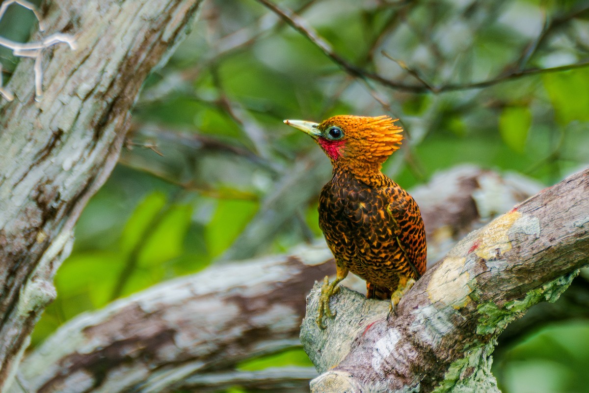 Waved Woodpecker (Waved) - ML640048474