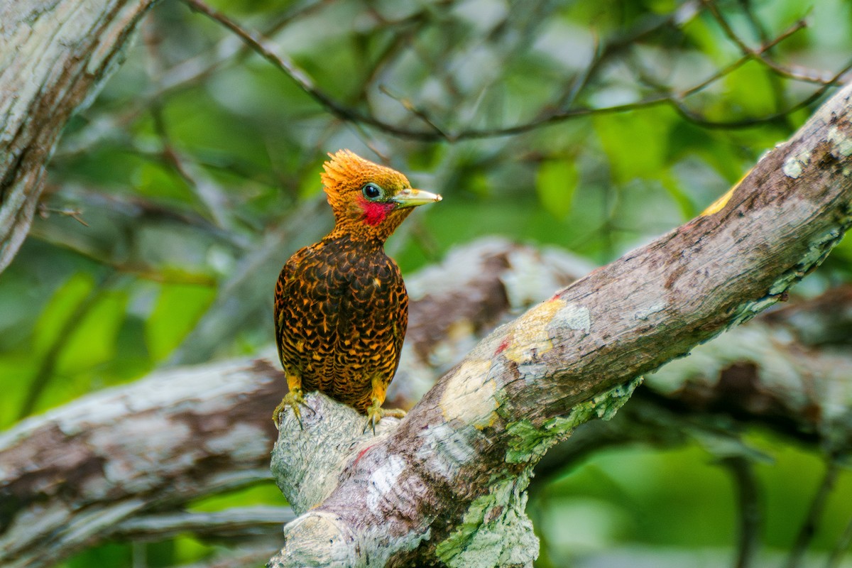 Waved Woodpecker (Waved) - ML640048475