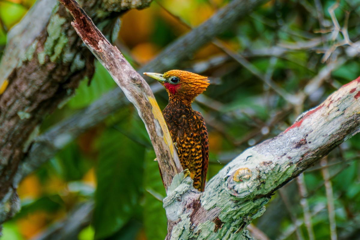 Waved Woodpecker (Waved) - ML640048476