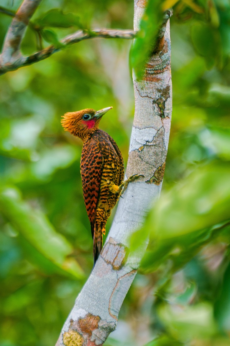 Waved Woodpecker (Waved) - ML640048477