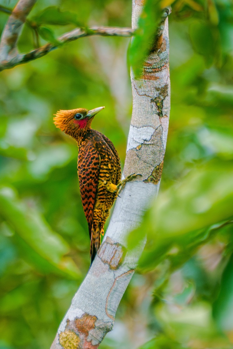 Waved Woodpecker (Waved) - ML640048478