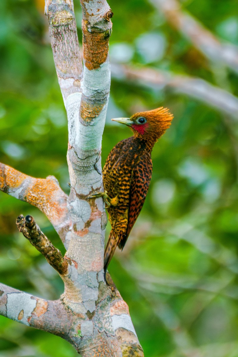 Waved Woodpecker (Waved) - ML640048479
