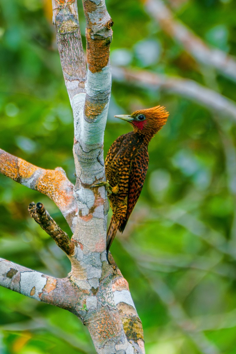 Waved Woodpecker (Waved) - ML640048480