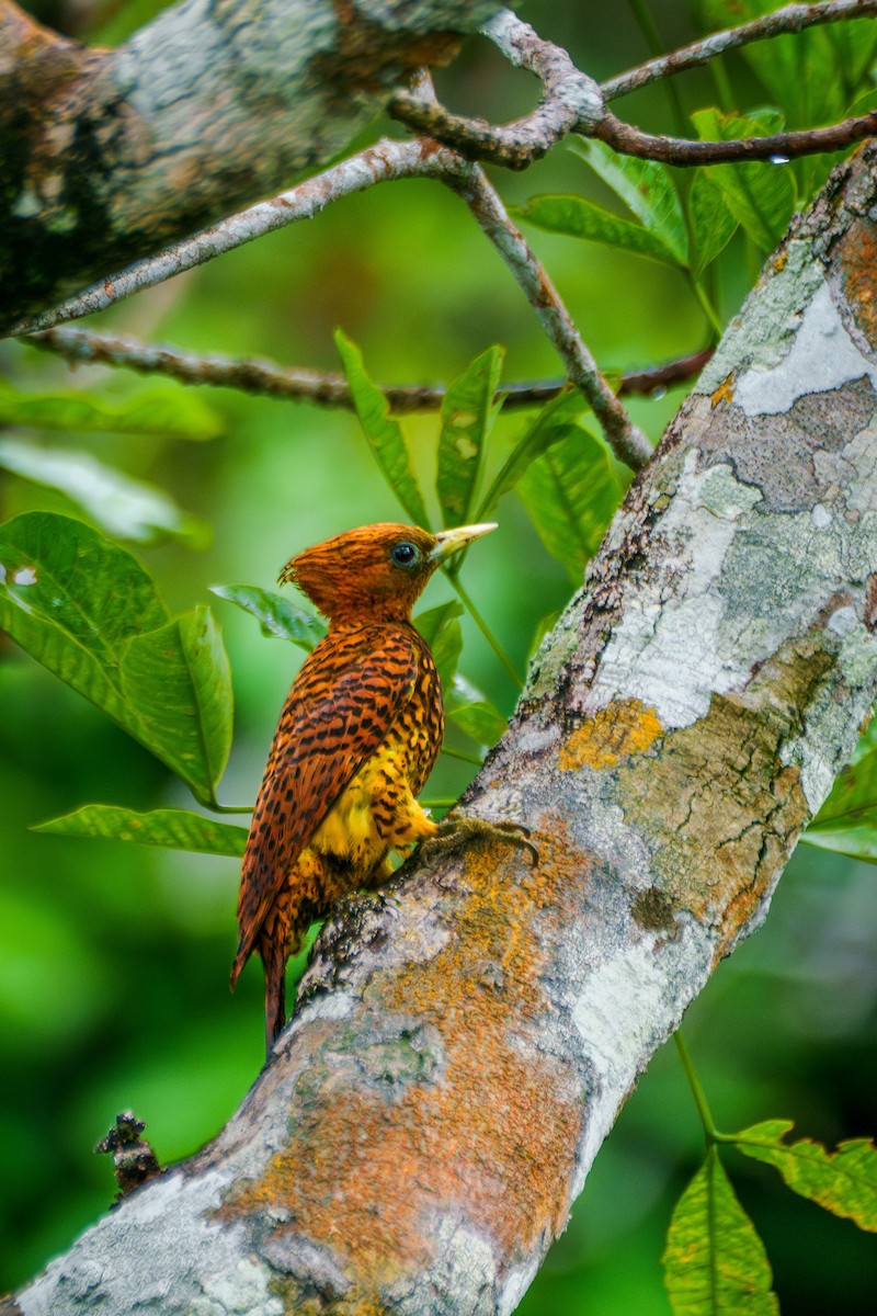 Waved Woodpecker (Waved) - ML640048481