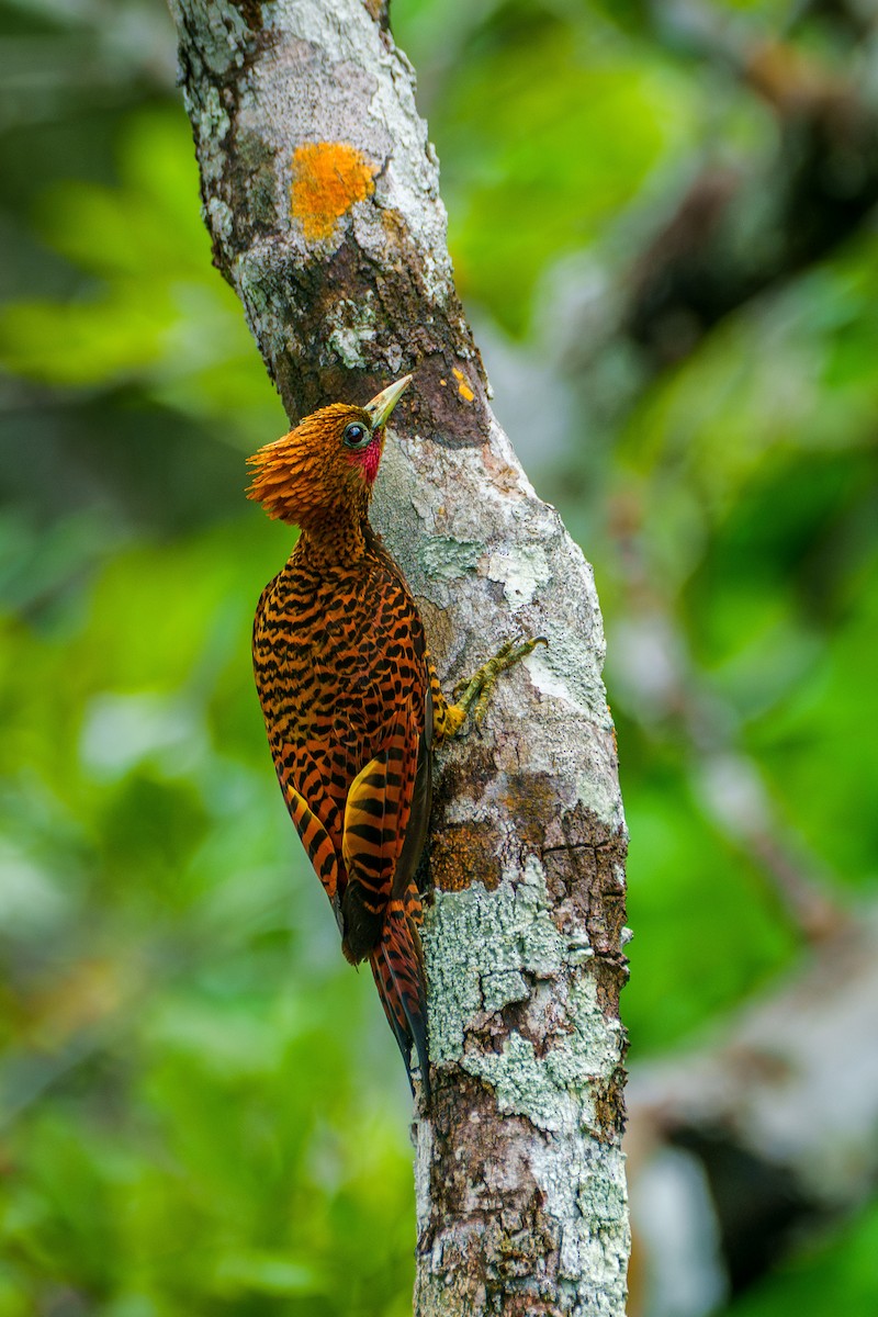 Waved Woodpecker (Waved) - ML640048482