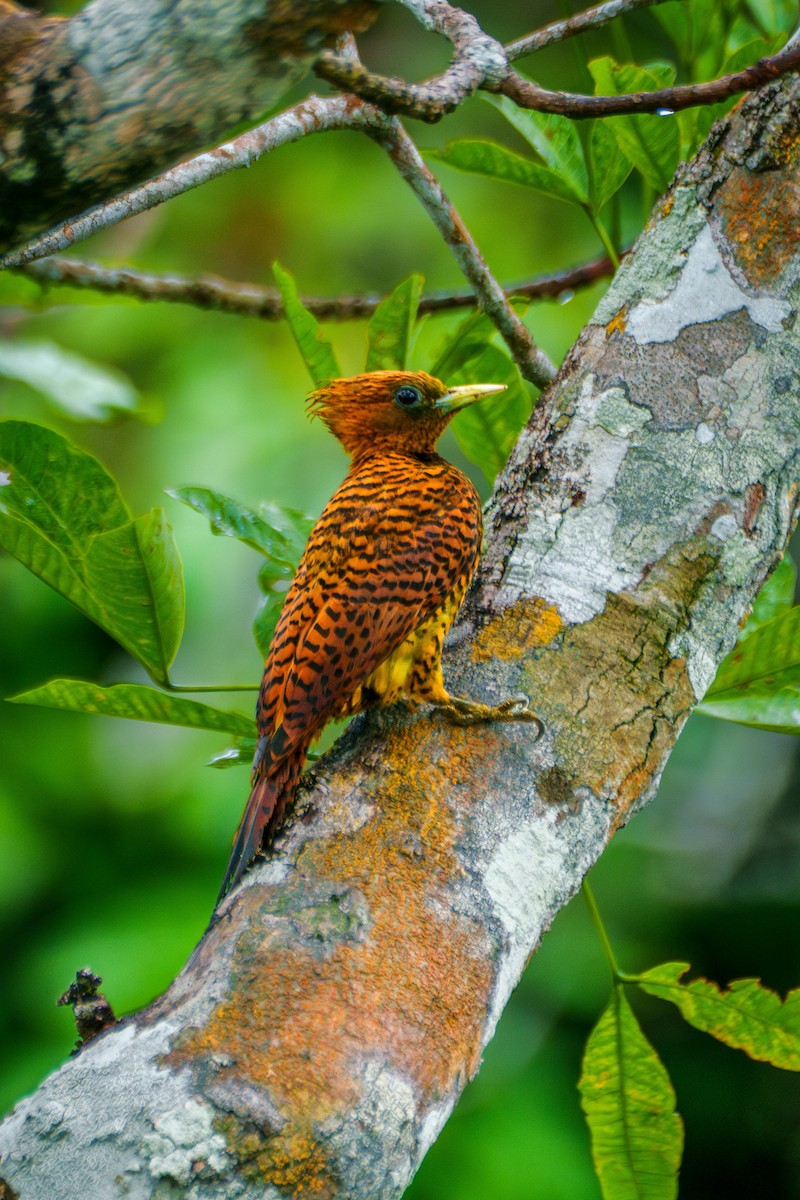 Waved Woodpecker (Waved) - ML640048483
