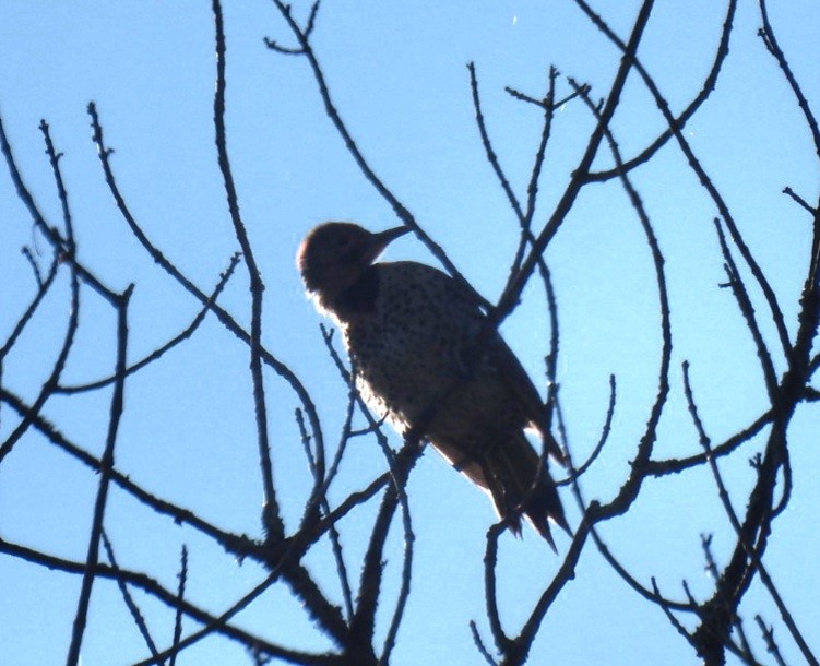 Northern Flicker - ML640048622