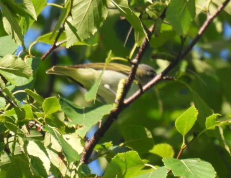 Vireo occhirossi - ML640048652