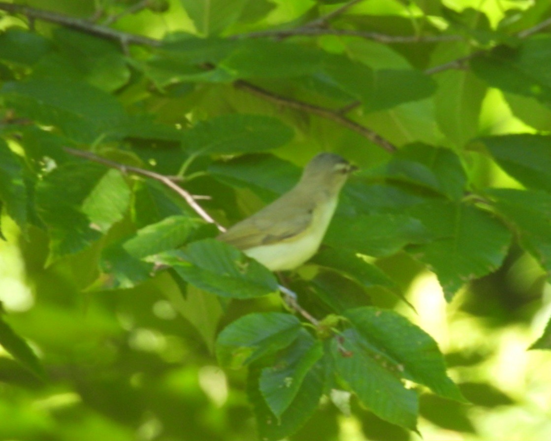 Vireo occhirossi - ML640048658