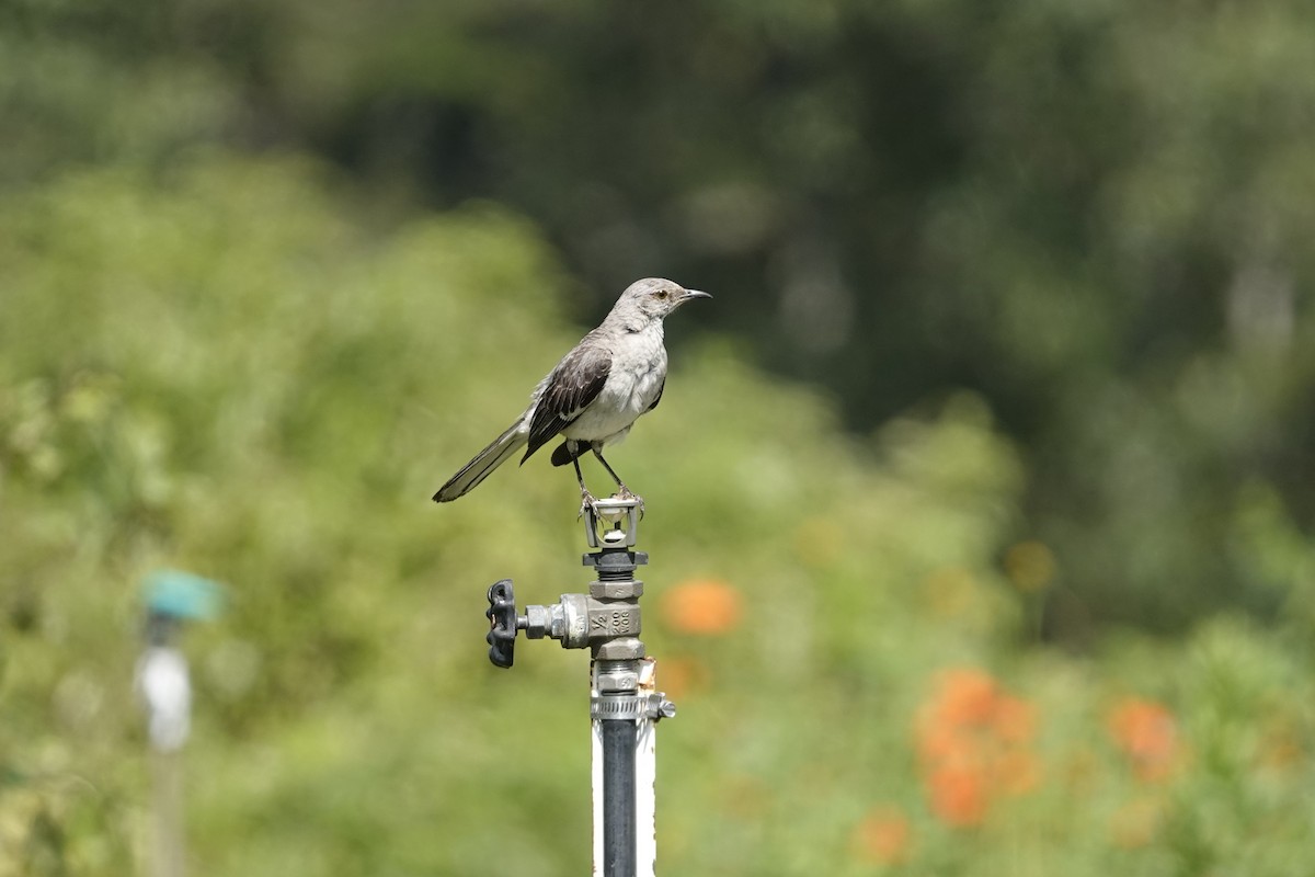 Northern Mockingbird - ML640048698