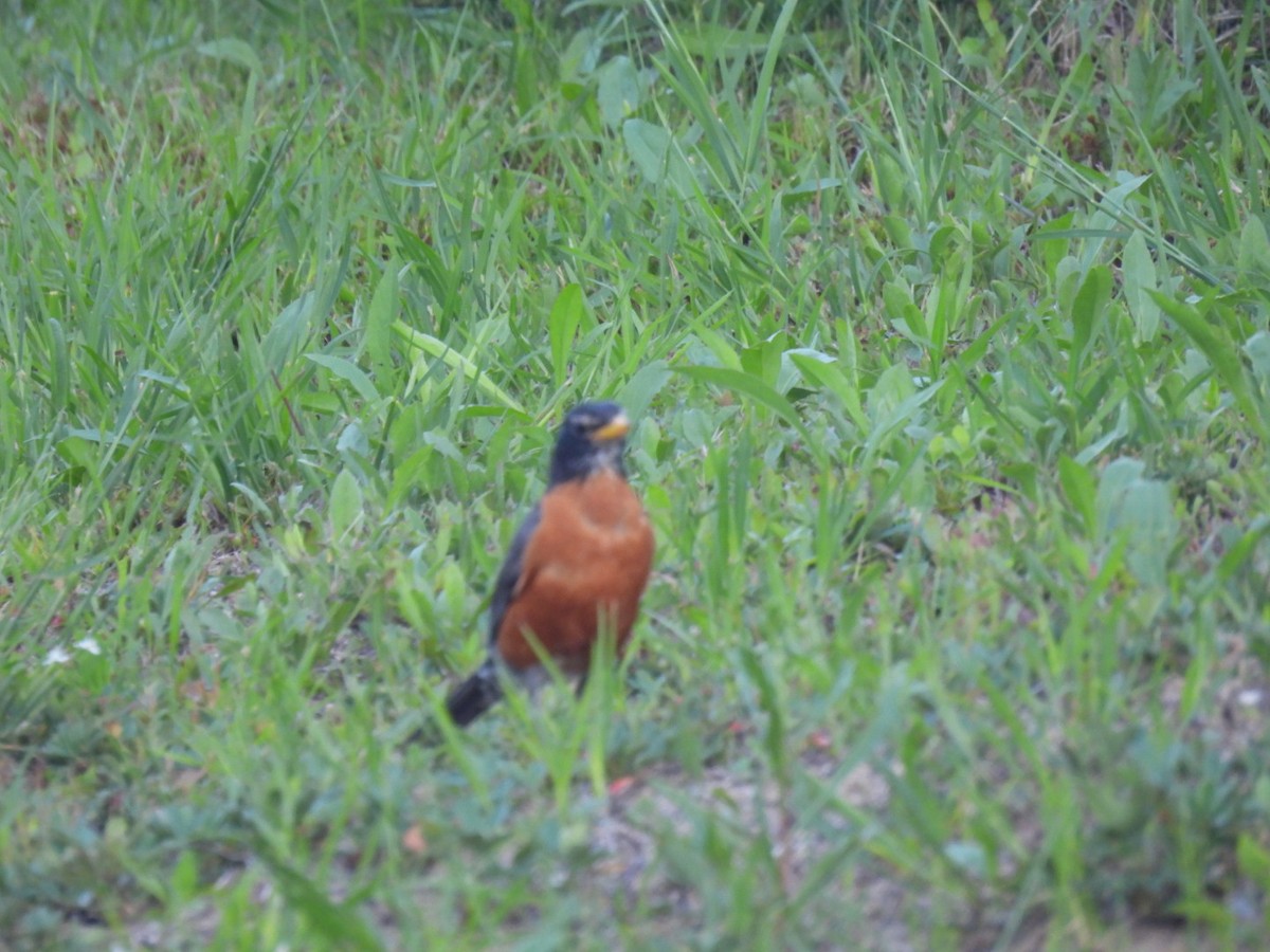 American Robin - ML640048708
