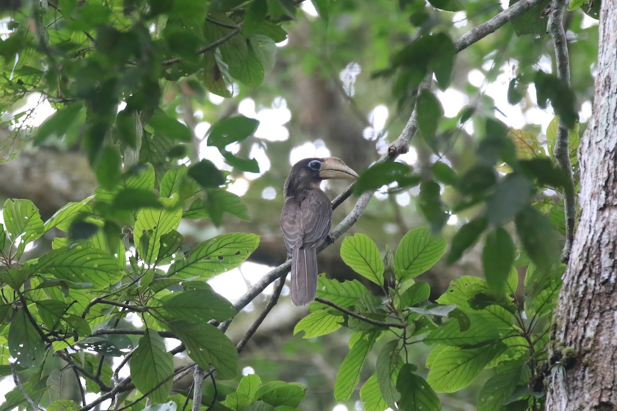 Brown Hornbill - ML640048718