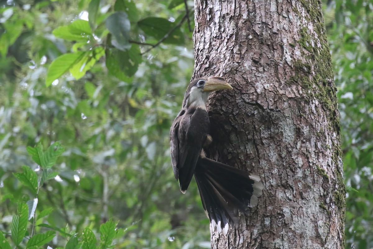 Brown Hornbill - ML640048720