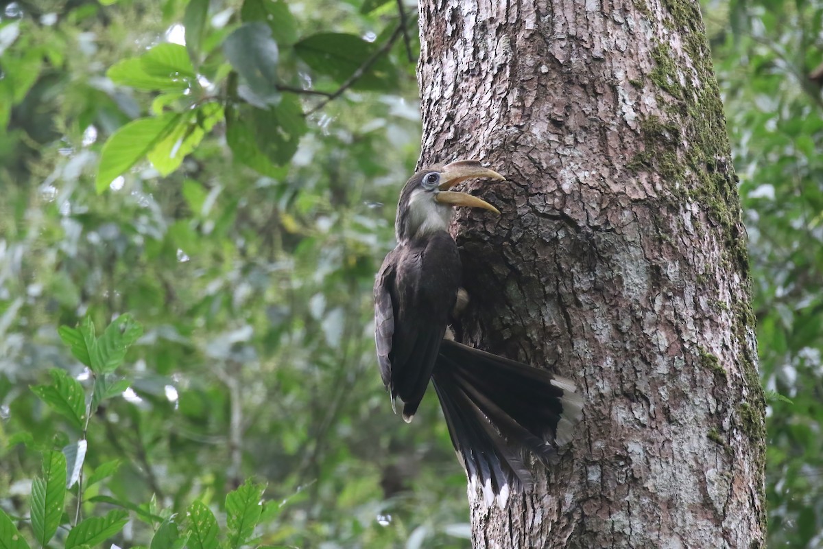 Brown Hornbill - ML640048722