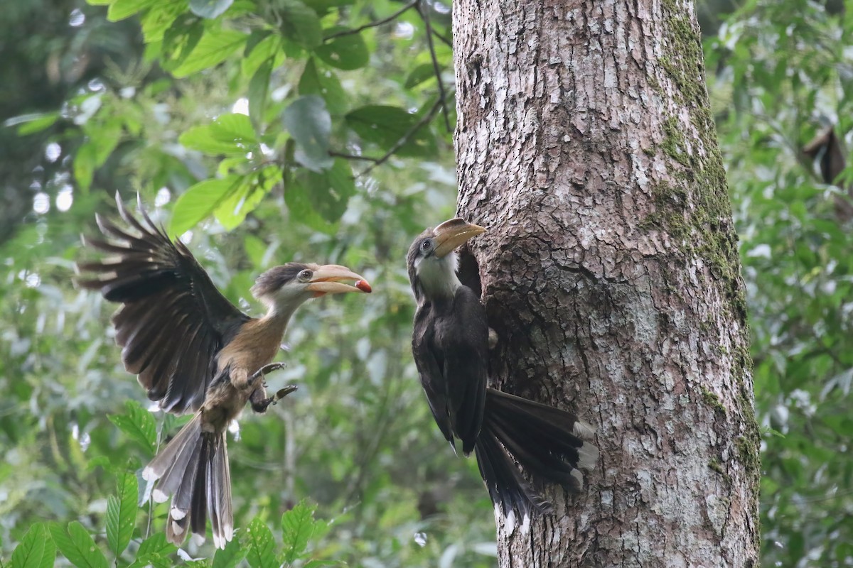 Brown Hornbill - ML640048725