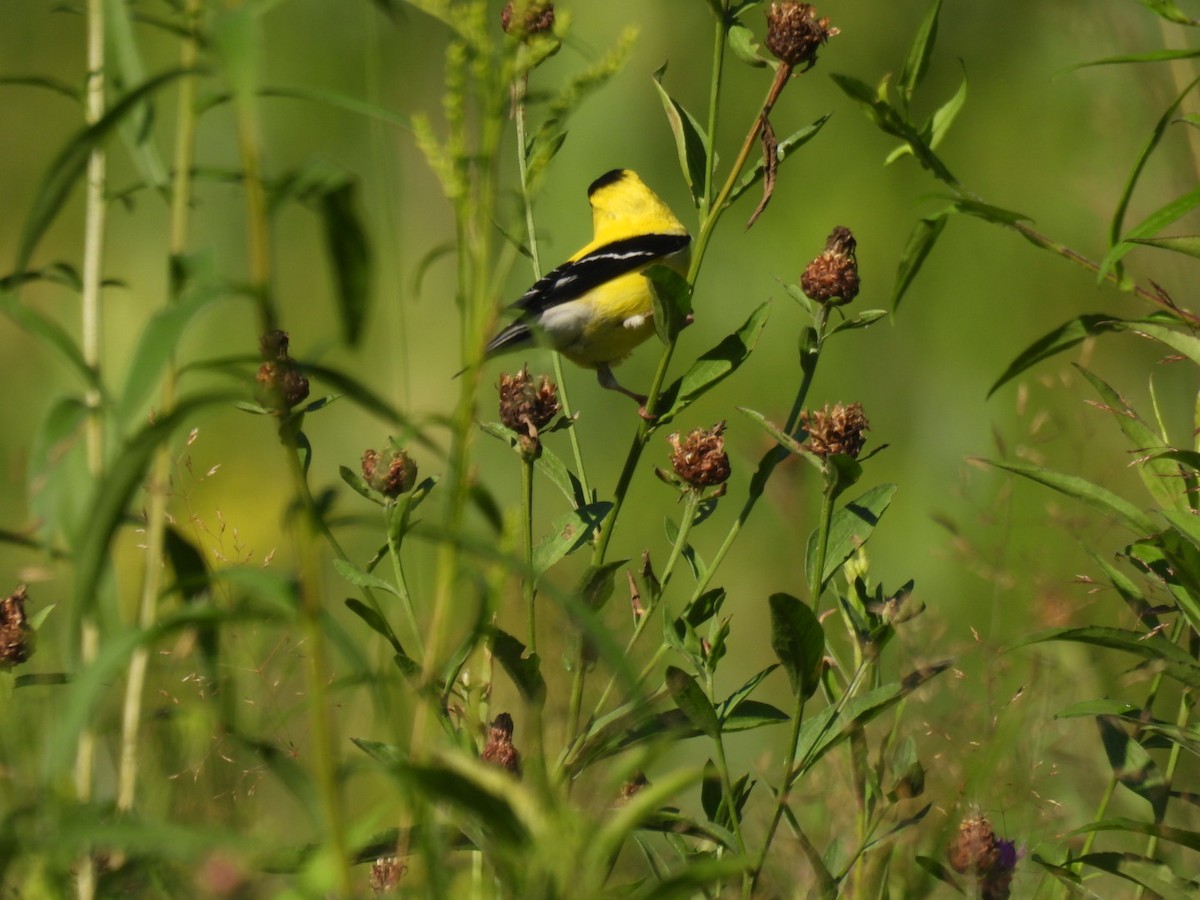 American Goldfinch - ML640048766