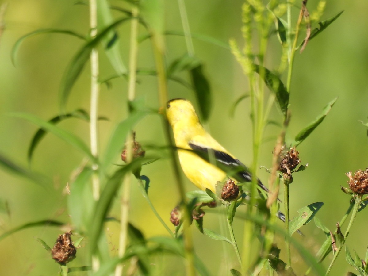 American Goldfinch - ML640048768
