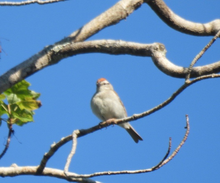 Chipping Sparrow - ML640048797