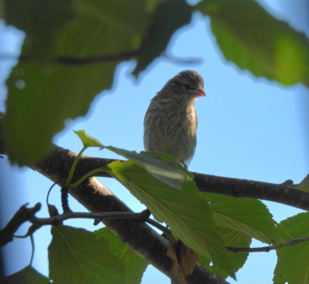 Chipping Sparrow - ML640048804