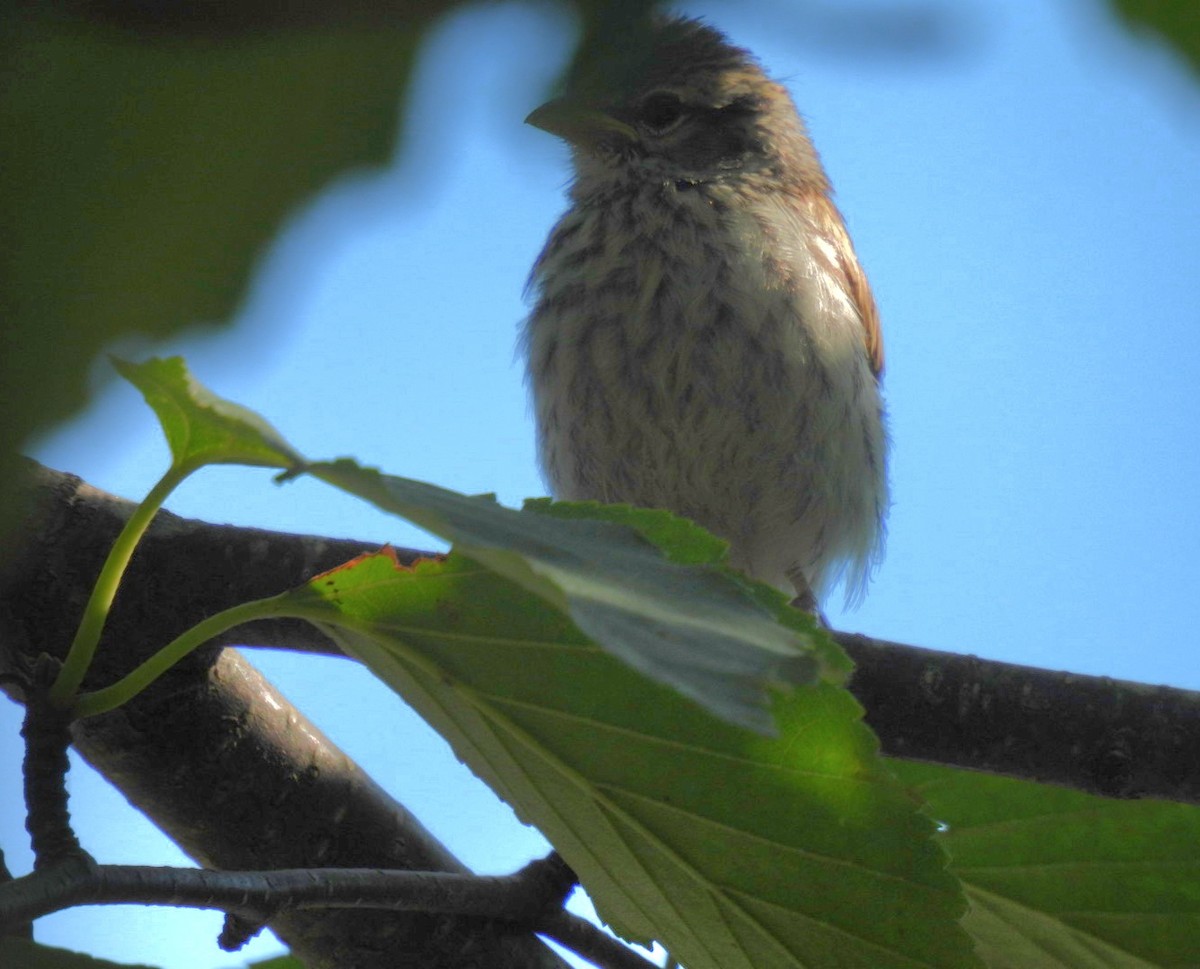 Chipping Sparrow - ML640048815
