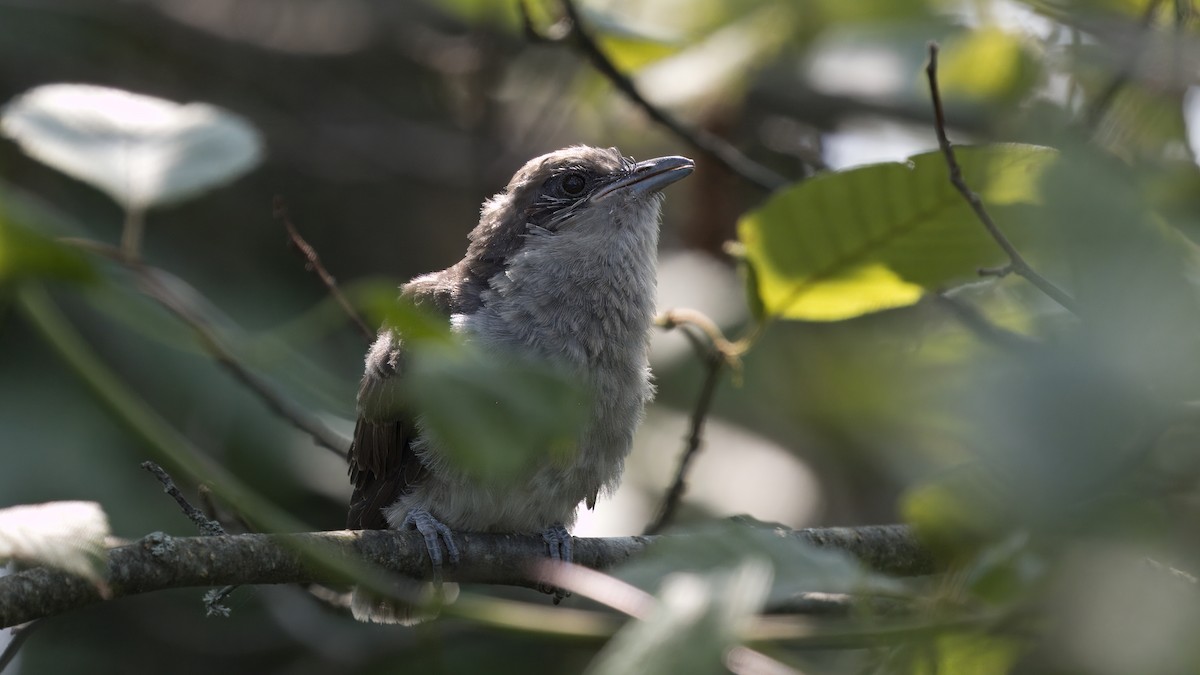 Black-billed Cuckoo - ML640048823