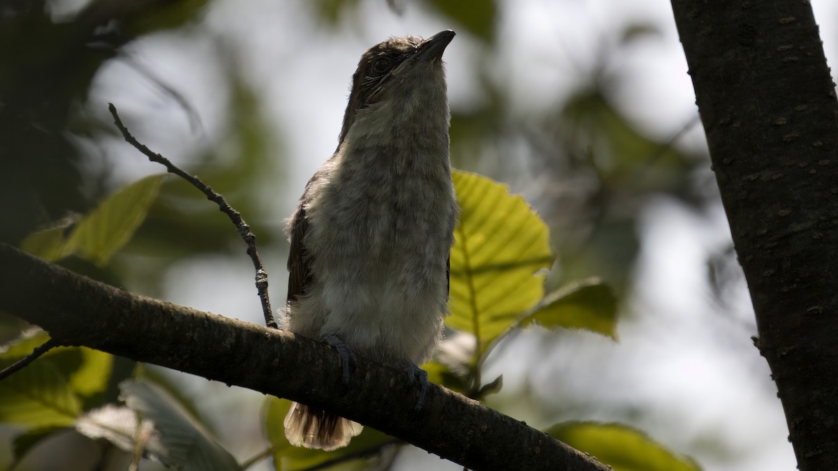 Black-billed Cuckoo - ML640048824