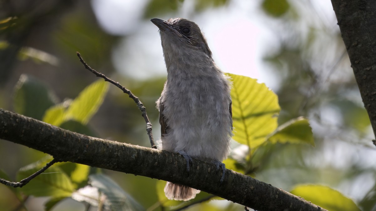 Black-billed Cuckoo - ML640048825
