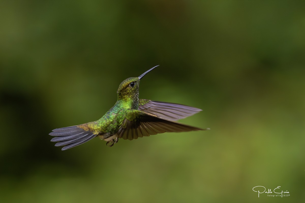 Greenish Puffleg - ML640048907