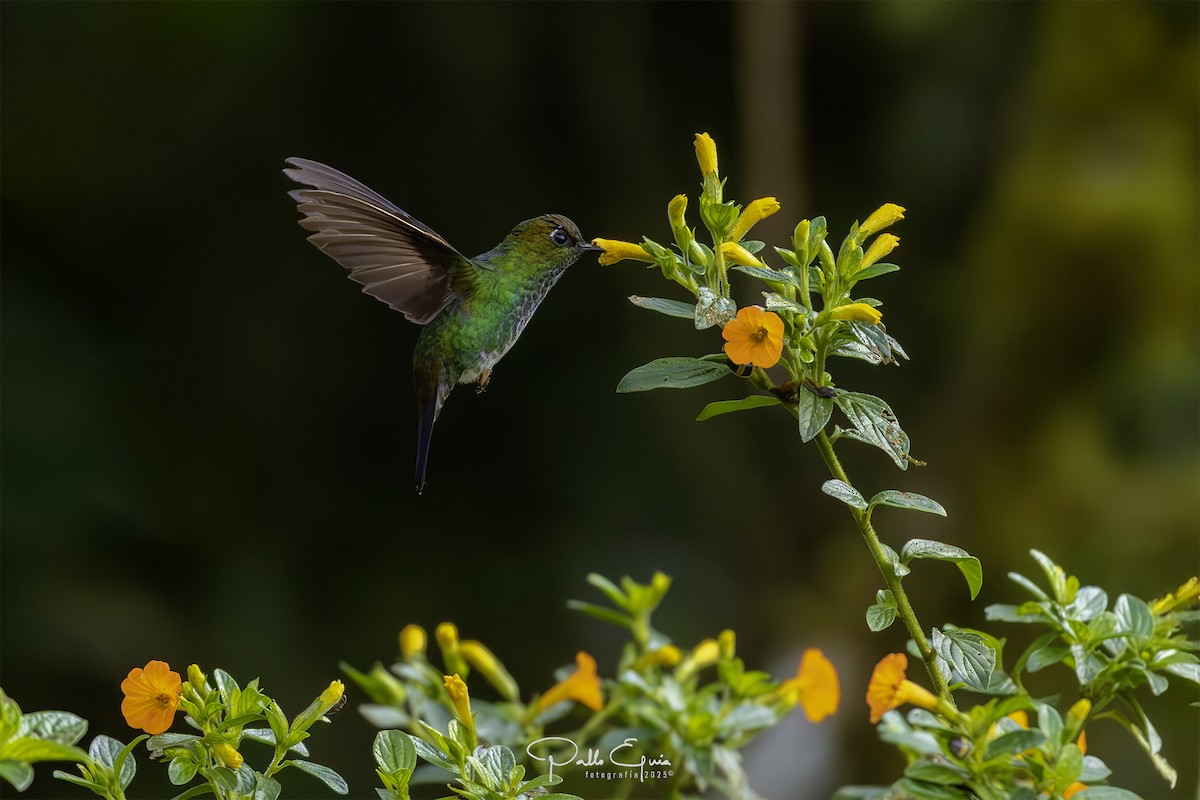 Greenish Puffleg - ML640048908